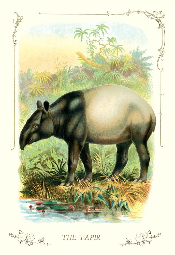 The Tapir, 1900 art print by Unknown for $57.95 CAD