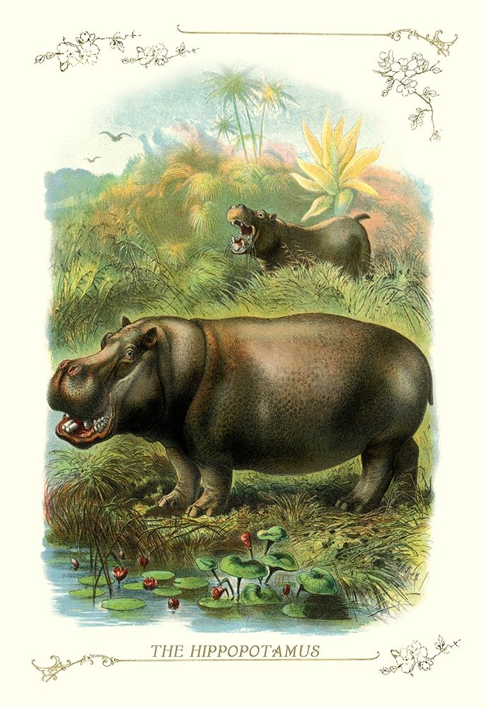 The Hippopotamus, 1900 art print by Unknown for $57.95 CAD