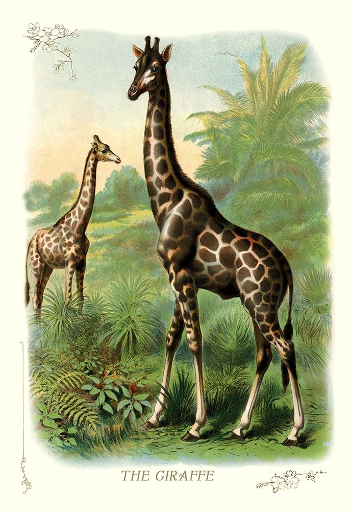 The Giraffe, 1900 art print by Unknown for $57.95 CAD