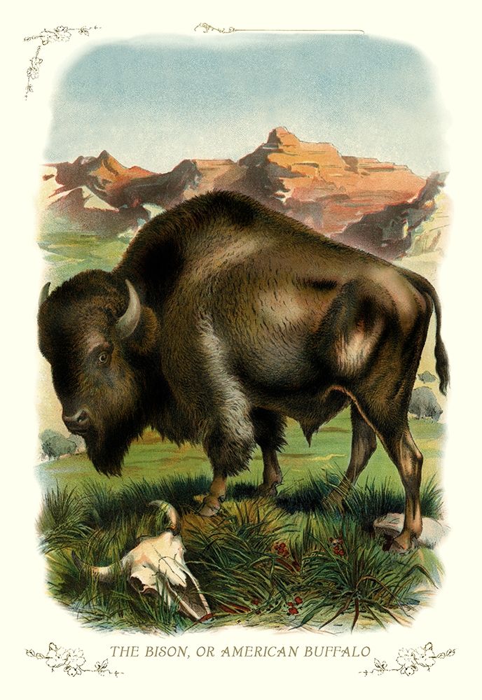 The Bison, or American Buffalo, 1900 art print by Unknown for $57.95 CAD