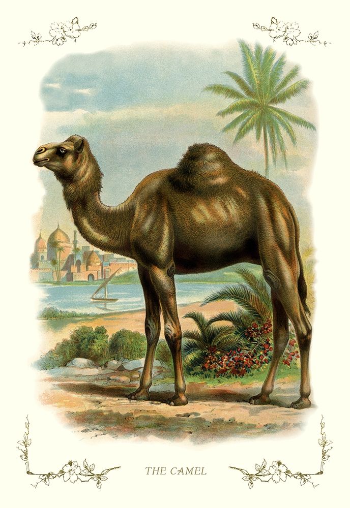 The Camel, 1900 art print by Unknown for $57.95 CAD