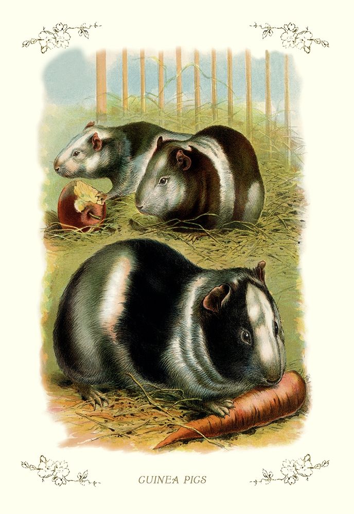 Guinea Pigs, 1900 art print by Unknown for $57.95 CAD