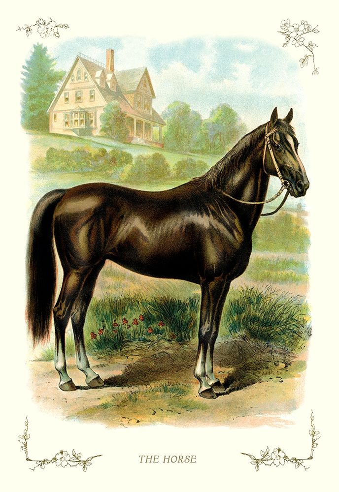 The Horse, 1900 art print by Unknown for $57.95 CAD