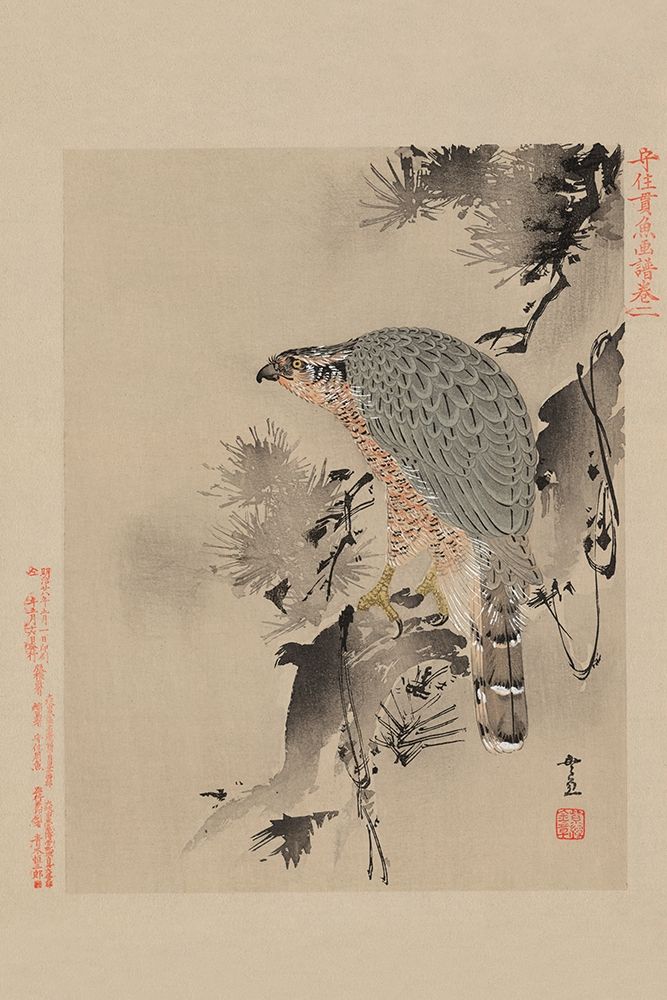 Hawk art print by Unknown for $57.95 CAD