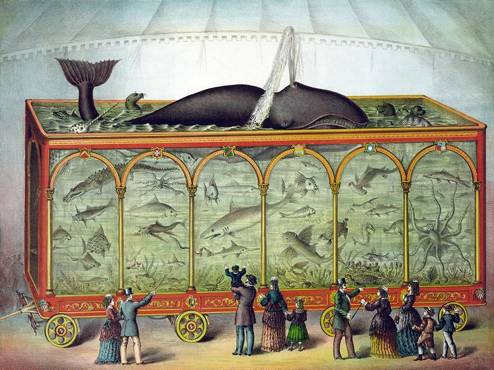 Aquarium art print by Gibson and Co. for $57.95 CAD