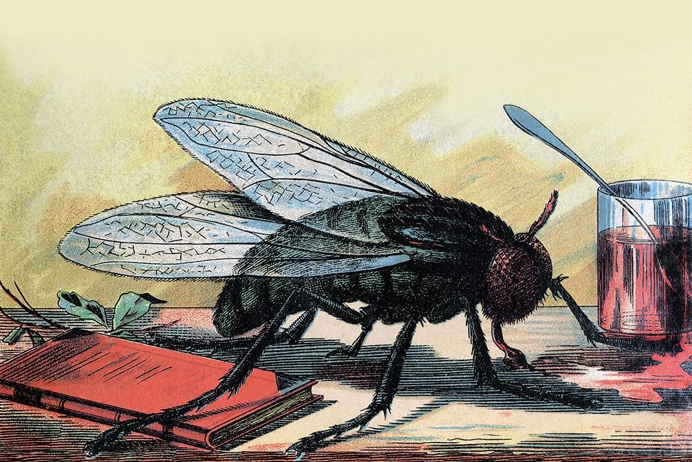 Fly art print by Unknown for $57.95 CAD