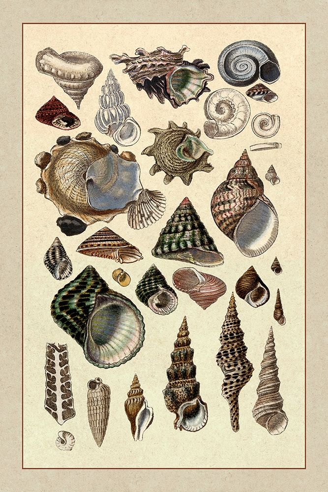 Shells: Trachelipoda #3 art print by G.B. Sowerby for $57.95 CAD