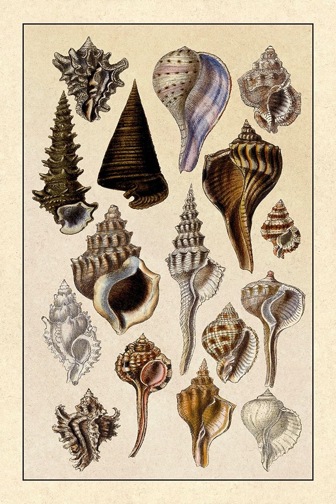 Shells: Trachelipoda #4 art print by G.B. Sowerby for $57.95 CAD