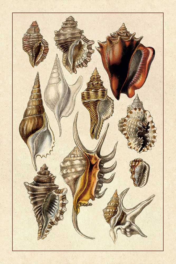 Shells: Trachelipoda #5 art print by G.B. Sowerby for $57.95 CAD