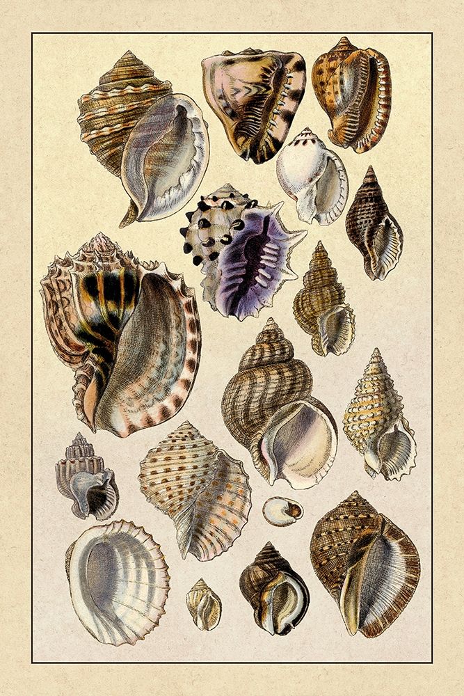 Shells: Purpurifera art print by G.B. Sowerby for $57.95 CAD