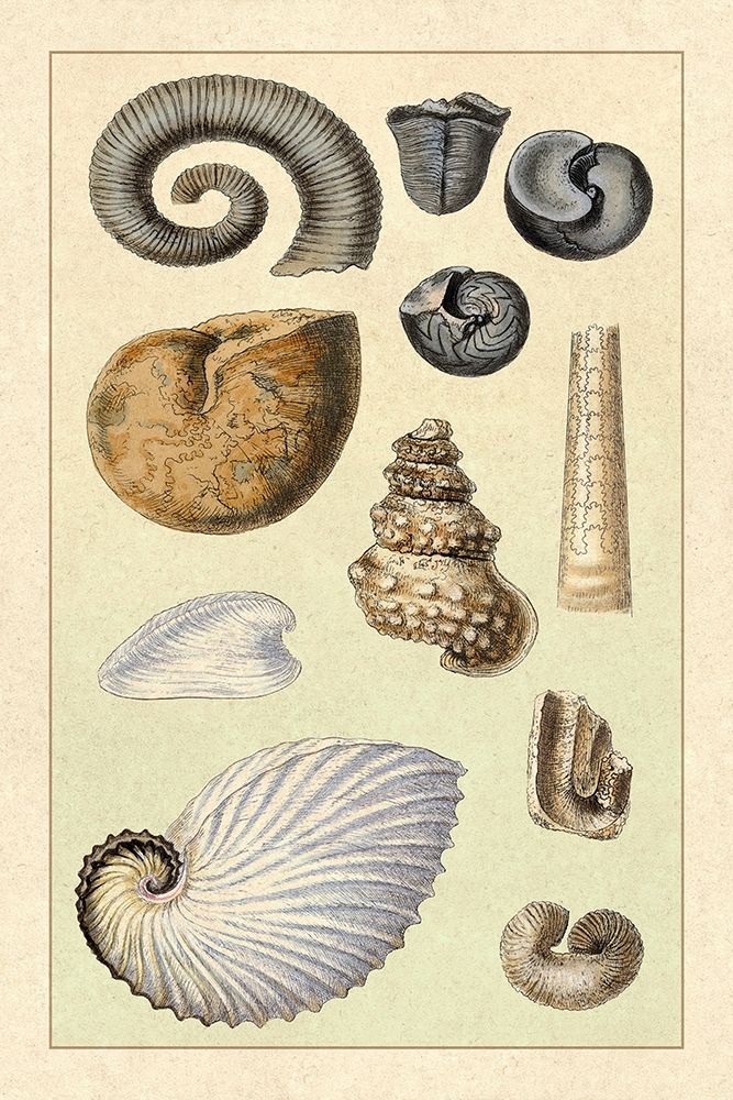 Shells: Ammonacea art print by G.B. Sowerby for $57.95 CAD