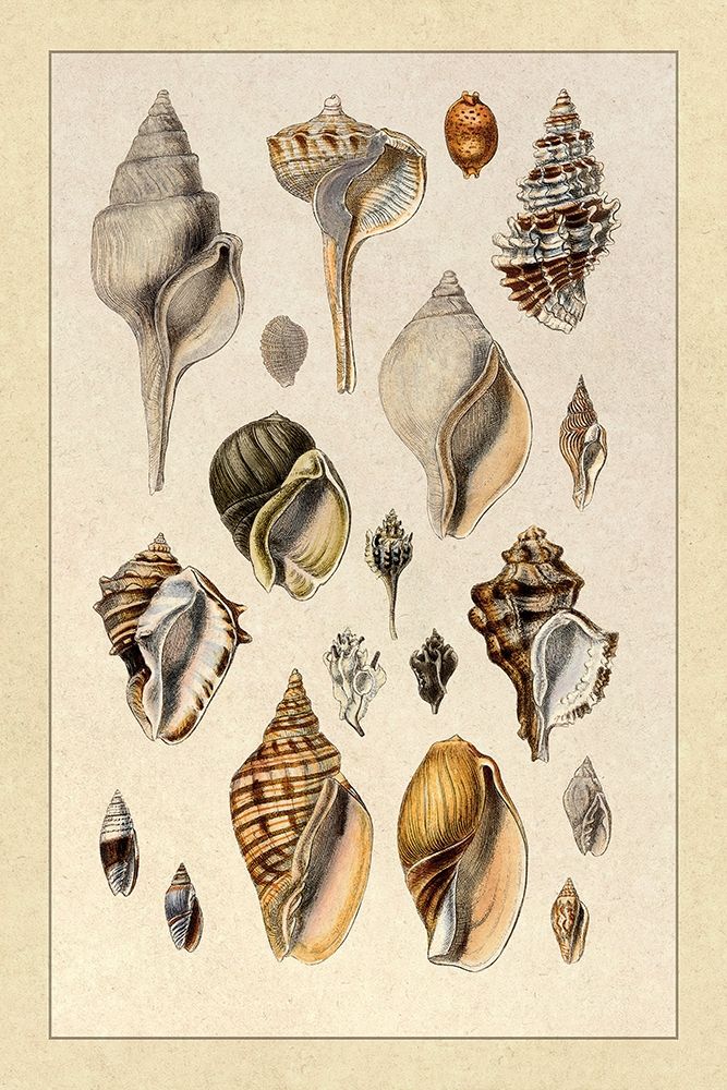 Shells: Sessile Cirripedes #3 art print by G.B. Sowerby for $57.95 CAD
