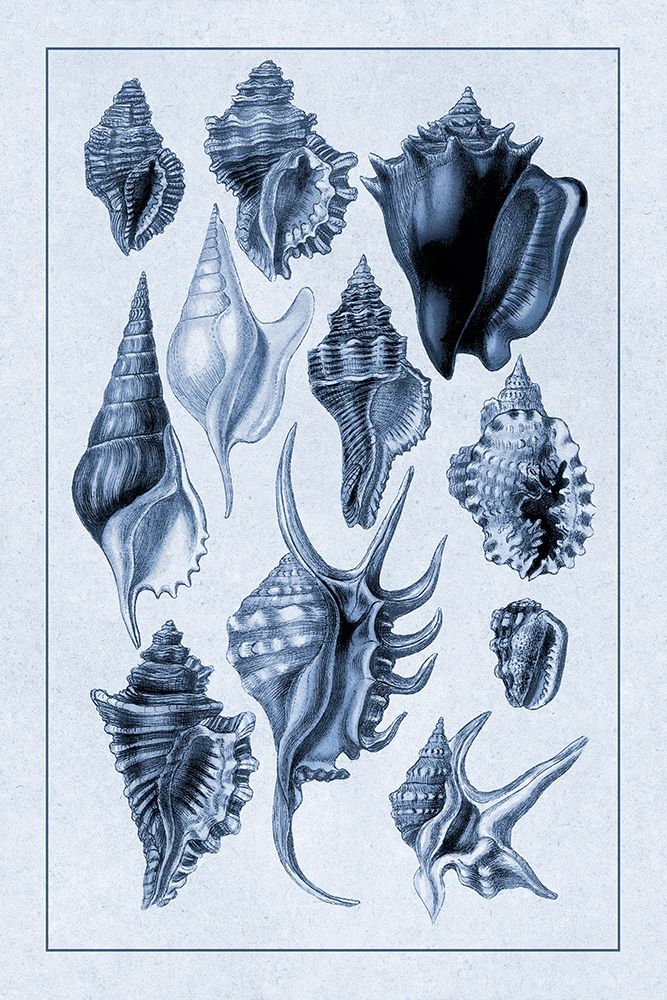 Shells: Trachelipoda #5 (Blue) art print by G.B. Sowerby for $57.95 CAD