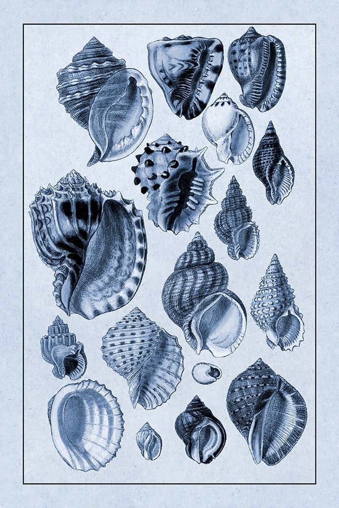 Shells: Purpurifera (Blue) art print by G.B. Sowerby for $57.95 CAD