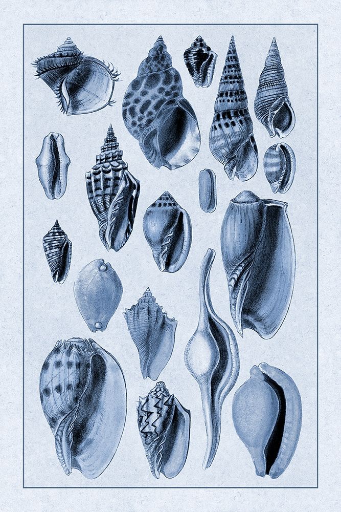 Shells: Trachelipoda #6 (Blue) art print by G.B. Sowerby for $57.95 CAD