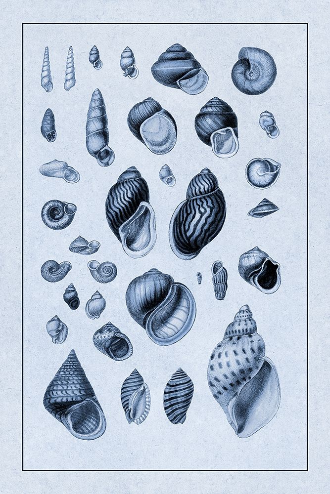 Shells: Sessile Cirripedes #2 (Blue) art print by G.B. Sowerby for $57.95 CAD