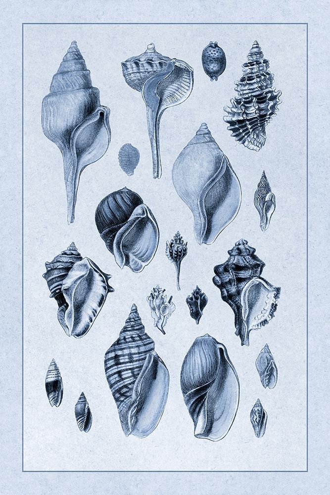 Shells: Sessile Cirripedes #3 (Blue) art print by G.B. Sowerby for $57.95 CAD