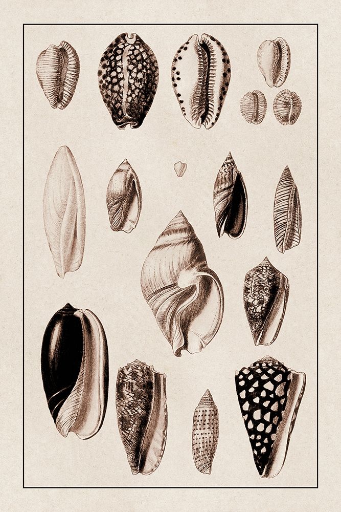 Shells: Convoltae and Orthocerata (Sepia) art print by G.B. Sowerby for $57.95 CAD