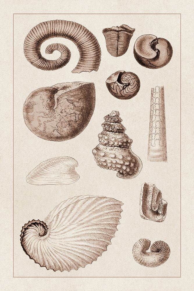 Shells: Ammonacea (Sepia) art print by G.B. Sowerby for $57.95 CAD
