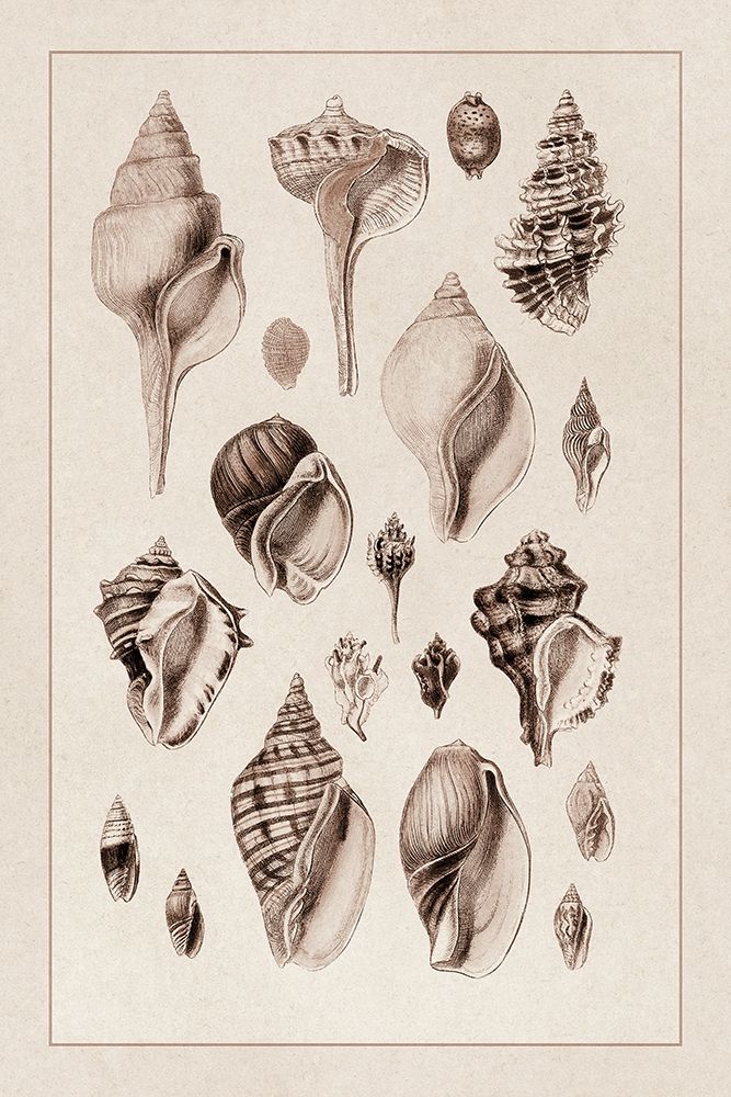 Shells: Sessile Cirripedes #3 (Sepia) art print by G.B. Sowerby for $57.95 CAD
