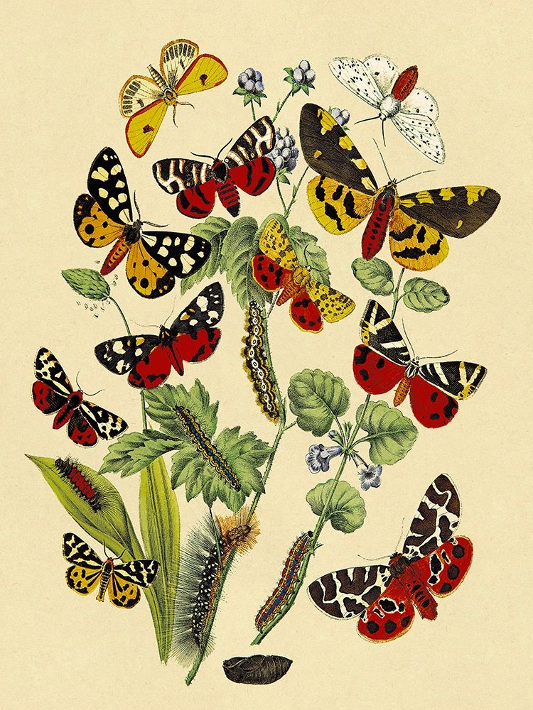 Moths: N. Plantaginis, A. Purpurea, et al. art print by W. F. Kirby for $57.95 CAD
