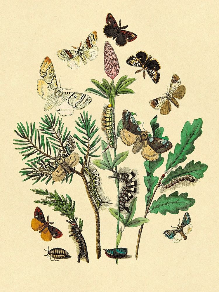 Moths: O. Gonostigma, D. Pudibunda, et al. art print by W. F. Kirby for $57.95 CAD