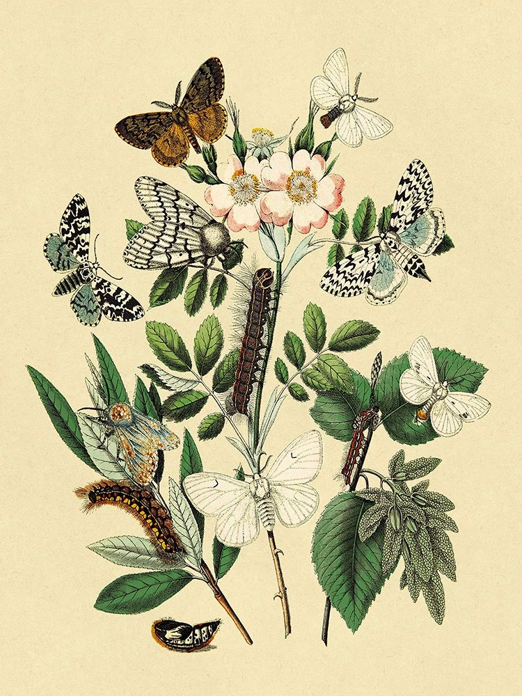 Moths: L. Salicis, O. Dispar, et al. art print by W. F. Kirby for $57.95 CAD