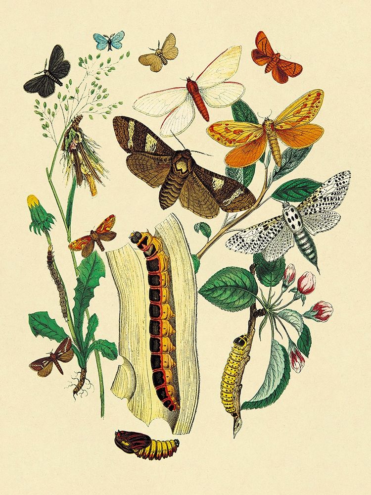 Moths: C. Ligniperda, Z. Aesculi, et al. art print by W. F. Kirby for $57.95 CAD