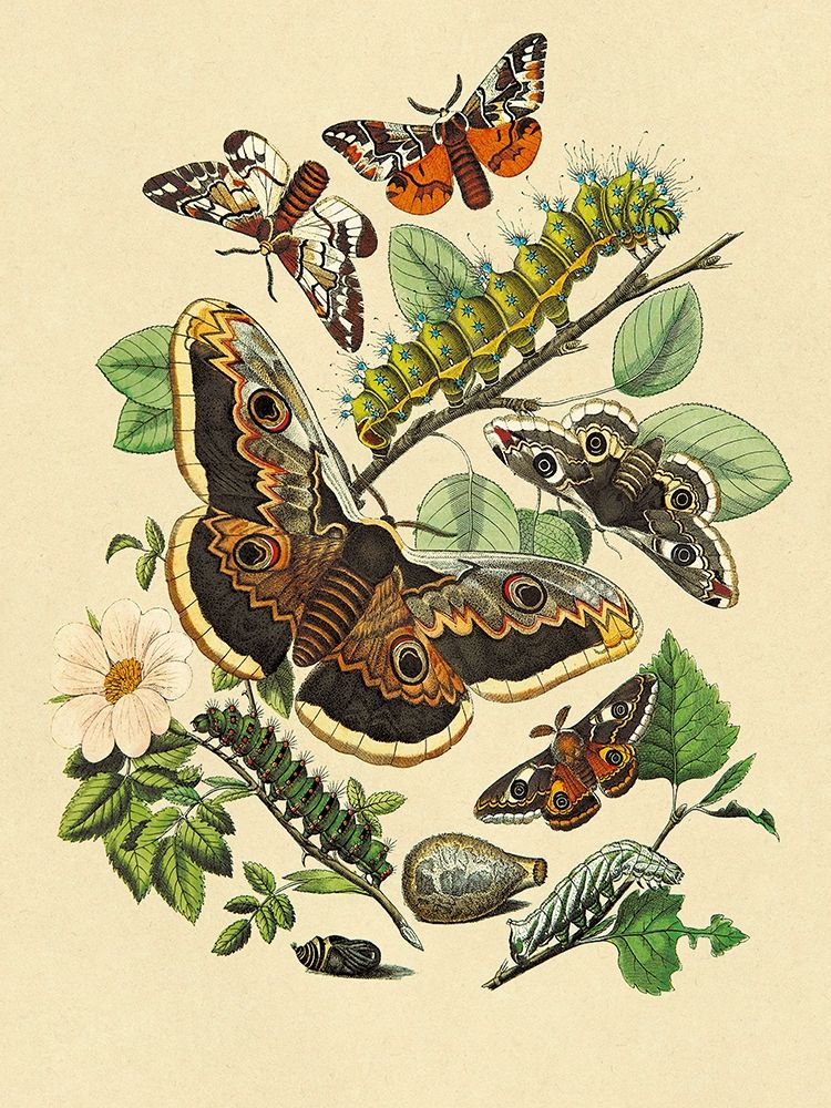 Moths: E. Versicolora, S. Pyri, S. Carpini art print by W. F. Kirby for $57.95 CAD