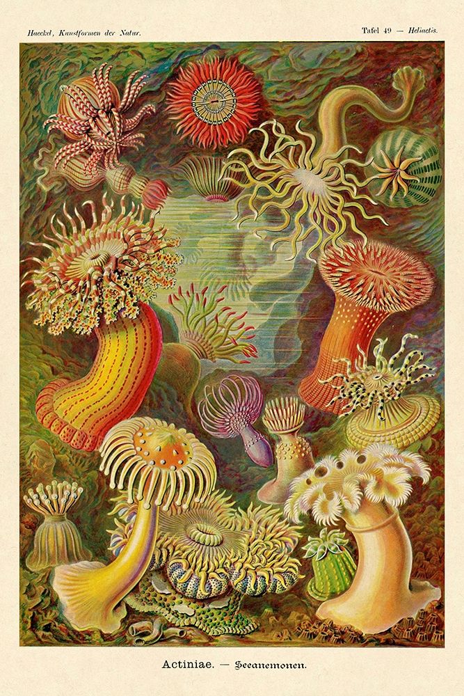Haeckel Nature Illustrations: Actiniae art print by Ernst Haeckel for $57.95 CAD