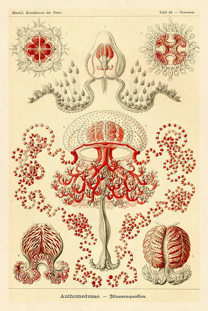 Haeckel Nature Illustrations: Anthomedusae art print by Ernst Haeckel for $57.95 CAD