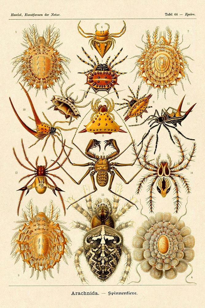 Haeckel Nature Illustrations: Spiders art print by Ernst Haeckel for $57.95 CAD