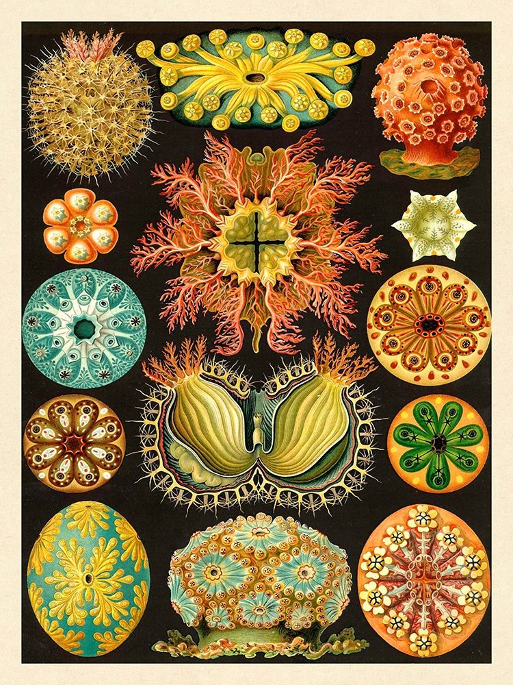 Haeckel Nature Illustrations: Ascidiae art print by Ernst Haeckel for $57.95 CAD