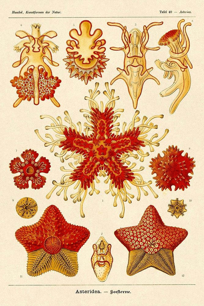 Haeckel Nature Illustrations: Starfish art print by Ernst Haeckel for $57.95 CAD