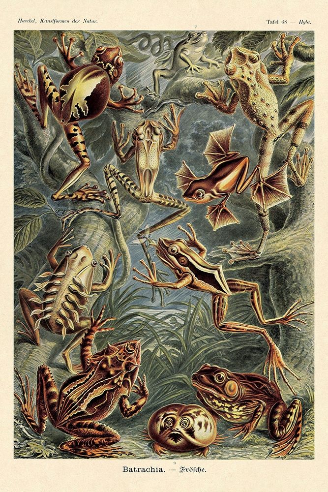 Haeckel Nature Illustrations: Frogs art print by Ernst Haeckel for $57.95 CAD