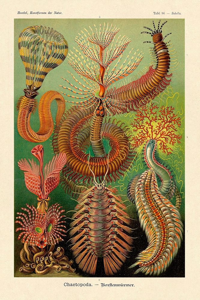 Haeckel Nature Illustrations: Worms art print by Ernst Haeckel for $57.95 CAD