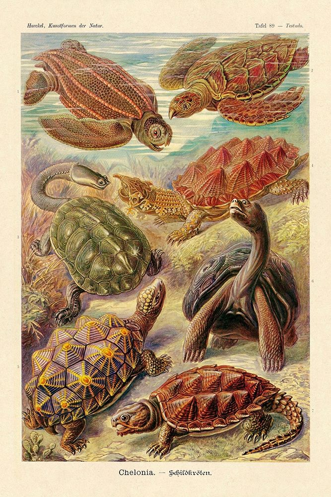 Haeckel Nature Illustrations: Turtles art print by Ernst Haeckel for $57.95 CAD