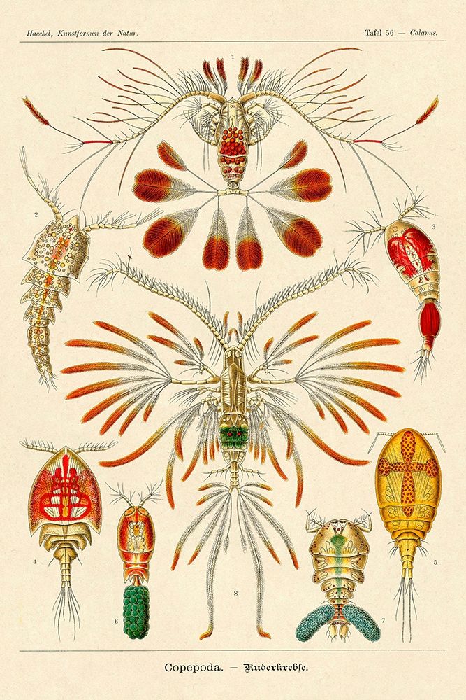Haeckel Nature Illustrations: Crustaceans art print by Ernst Haeckel for $57.95 CAD