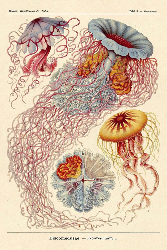 Haeckel Nature Illustrations: Jelly Fish art print by Ernst Haeckel for $57.95 CAD