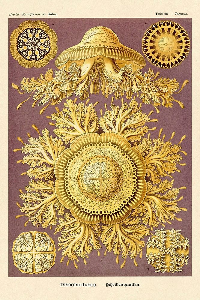 Haeckel Nature Illustrations: Jelly Fish art print by Ernst Haeckel for $57.95 CAD