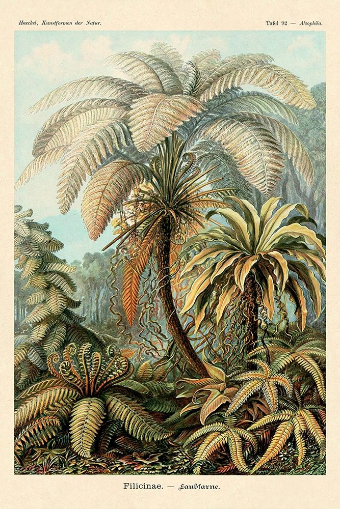 Haeckel Nature Illustrations: Ferns art print by Ernst Haeckel for $57.95 CAD