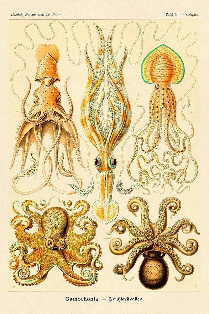 Haeckel Nature Illustrations: Cephlopods art print by Ernst Haeckel for $57.95 CAD