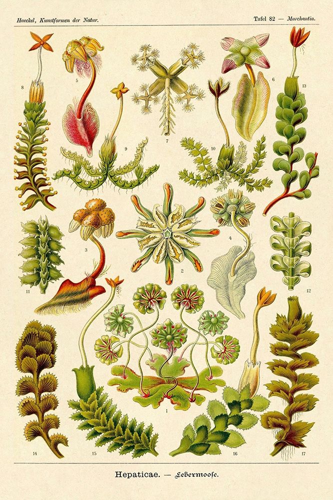 Haeckel Nature Illustrations: Corals art print by Ernst Haeckel for $57.95 CAD