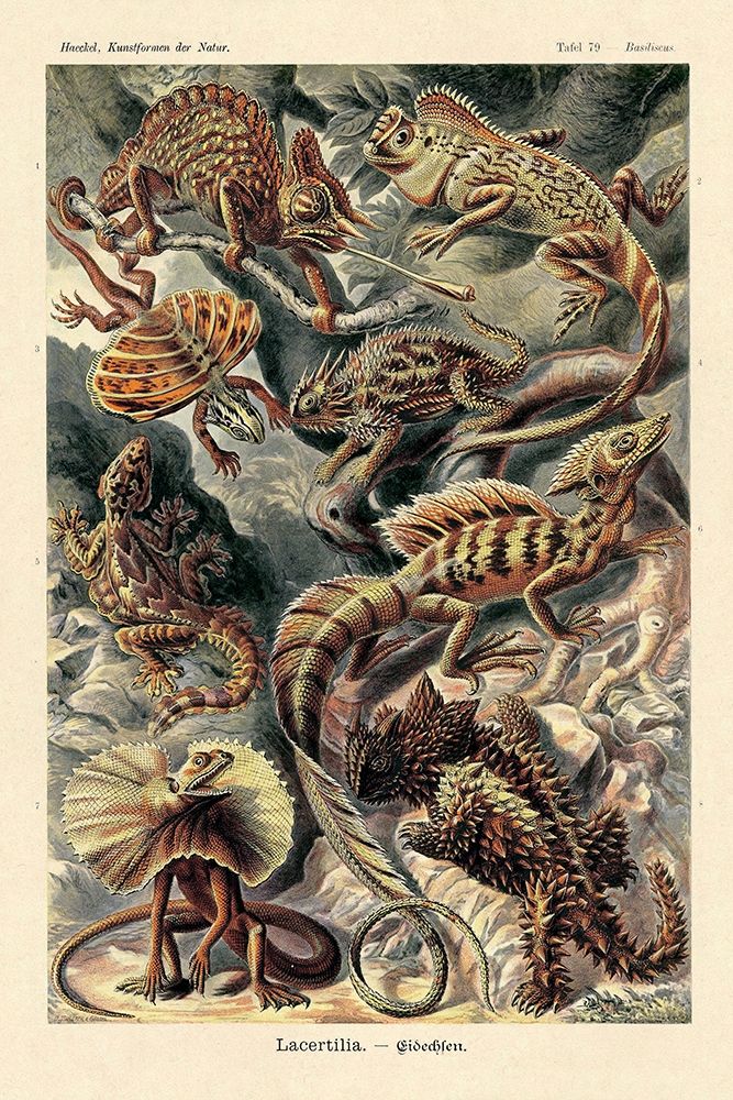 Haeckel Nature Illustrations: Lizards art print by Ernst Haeckel for $57.95 CAD