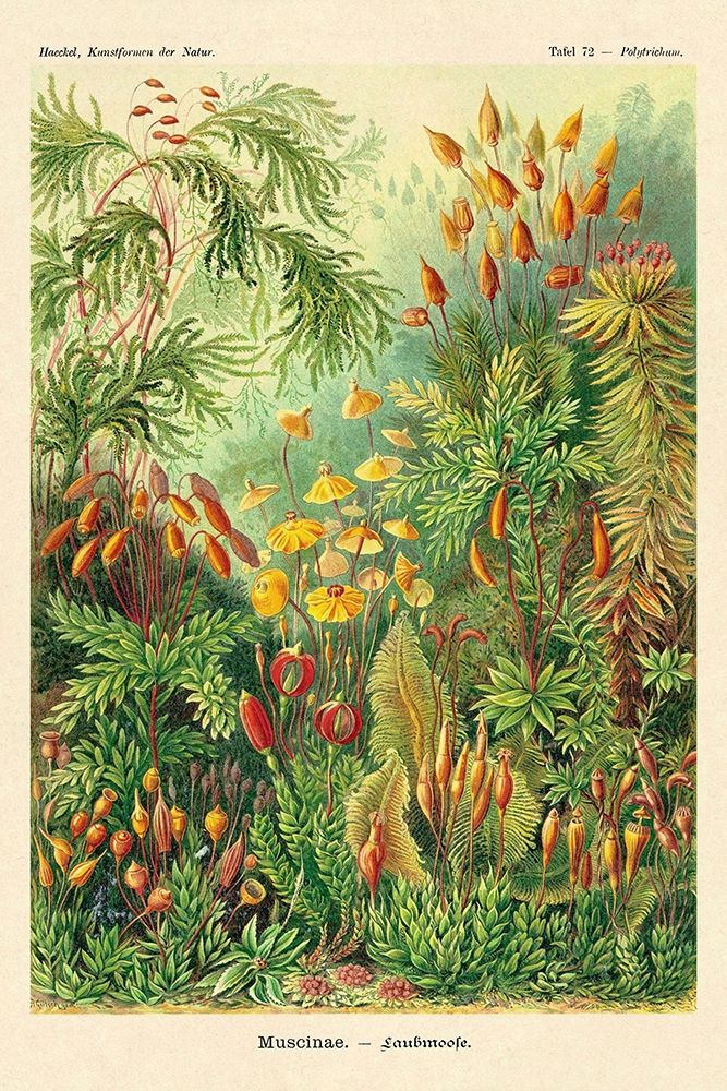 Haeckel Nature Illustrations: Muscinae art print by Ernst Haeckel for $57.95 CAD