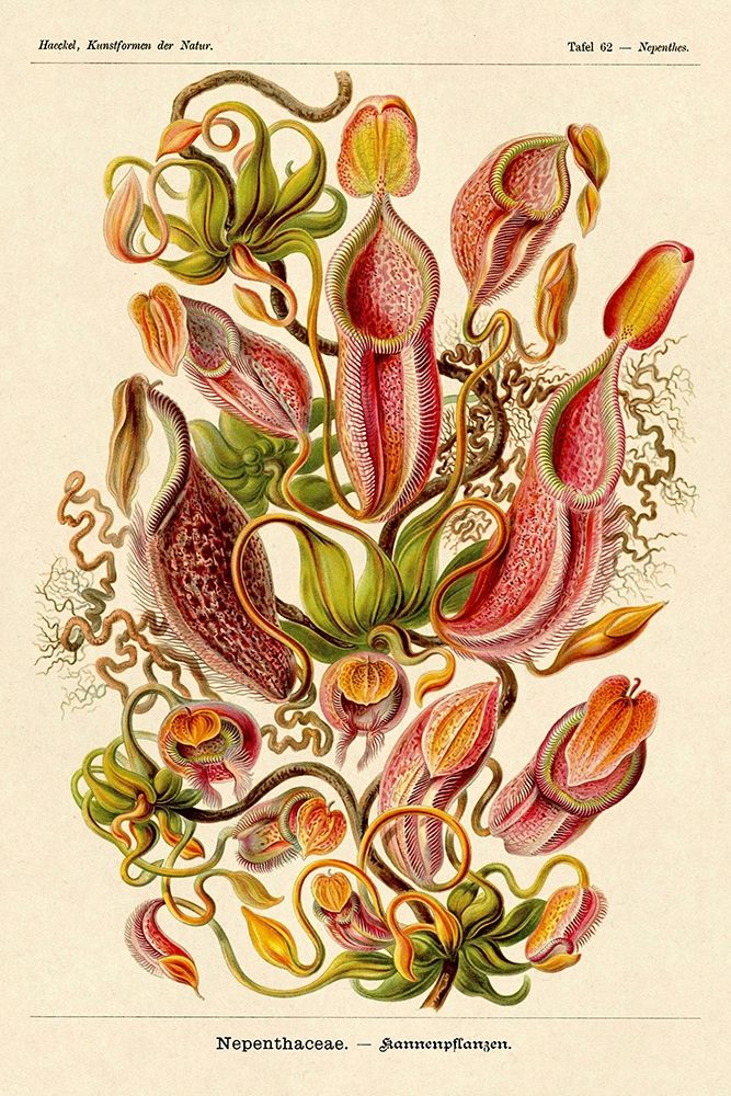 Haeckel Nature Illustrations: Pitcher Plants art print by Ernst Haeckel for $57.95 CAD
