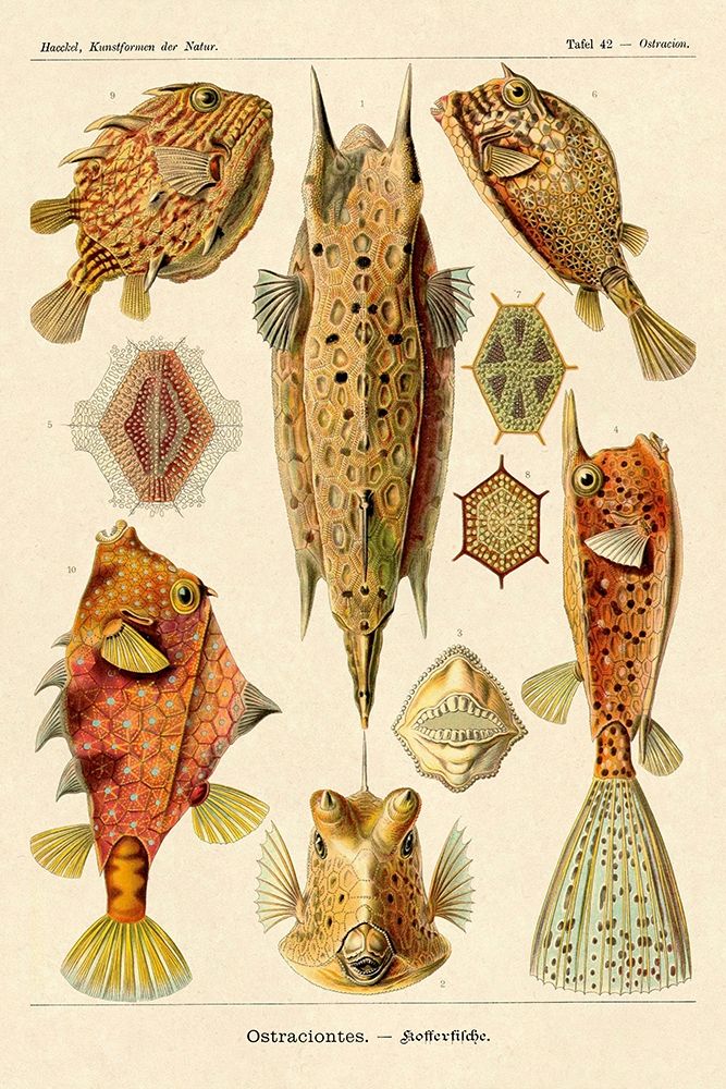 Haeckel Nature Illustrations: Boxfish art print by Ernst Haeckel for $57.95 CAD