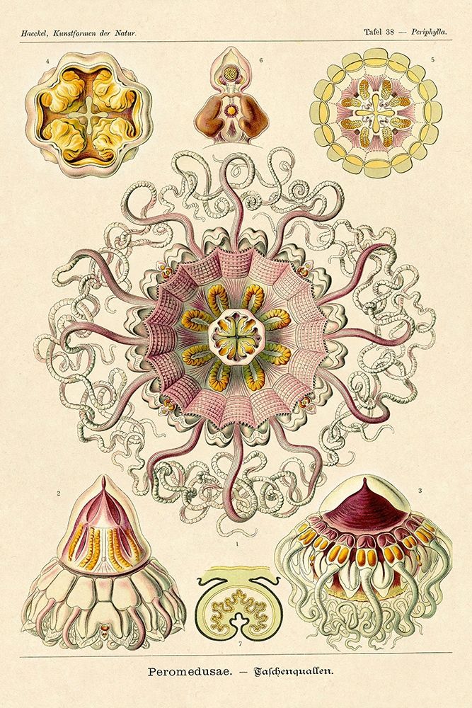 Haeckel Nature Illustrations: Jelly Fish art print by Ernst Haeckel for $57.95 CAD