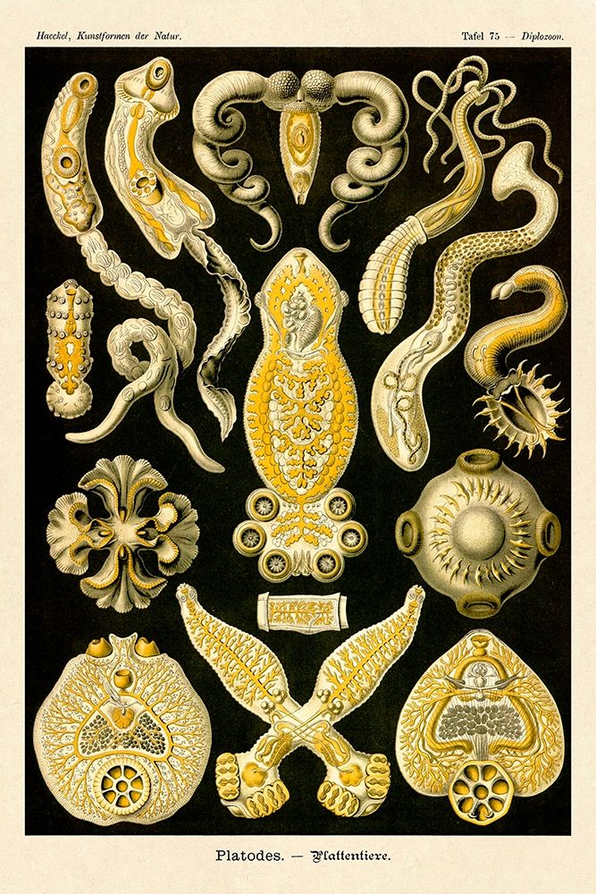 Haeckel Nature Illustrations: Flatworms art print by Ernst Haeckel for $57.95 CAD