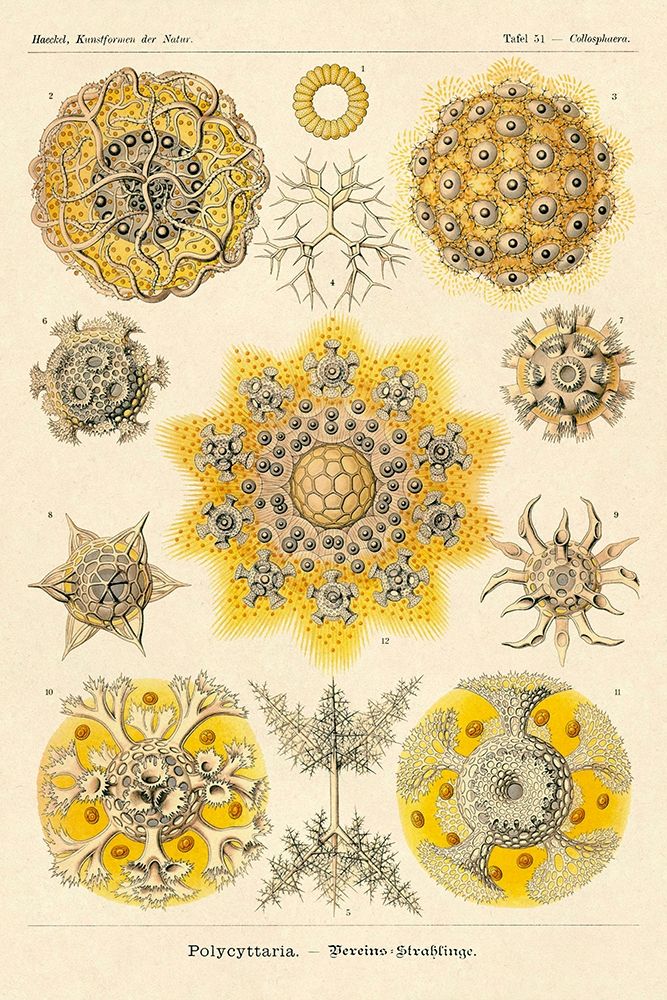 Haeckel Nature Illustrations: Polycytaria Radiolaria art print by Ernst Haeckel for $57.95 CAD